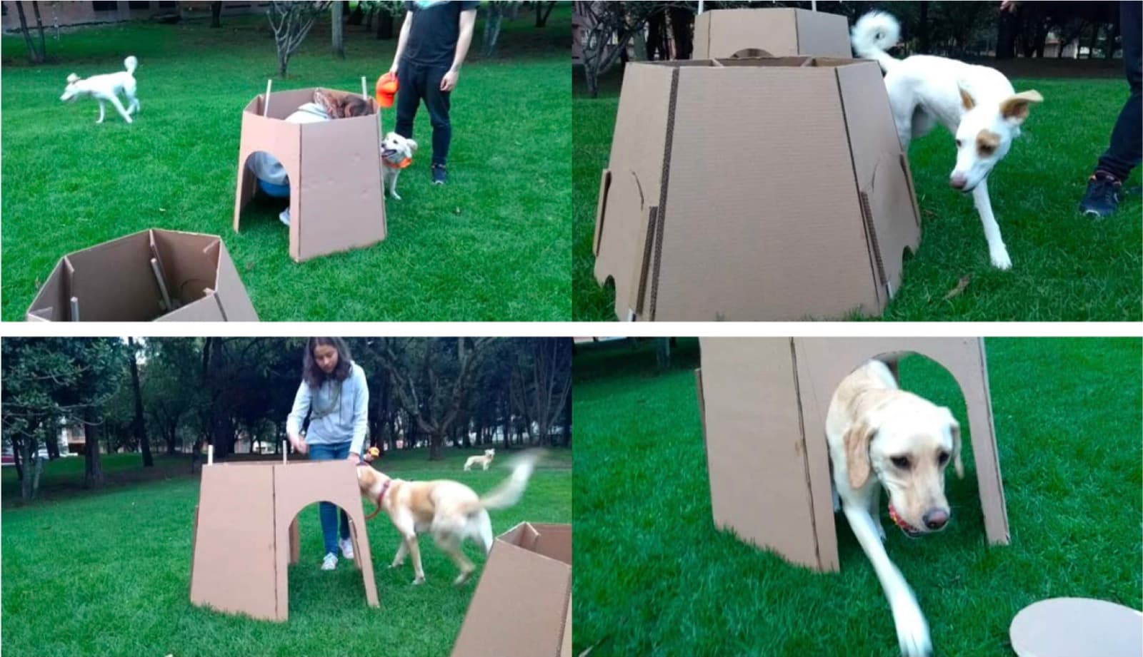 Field testing with real dogs